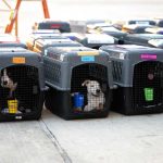 Exporting Dogs and Cats from Bahrain