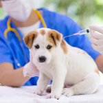 Pet Vaccine Education