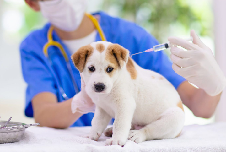 Pet Vaccine Education